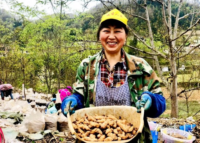 彝良县后山村：天麻产业助力乡村振兴