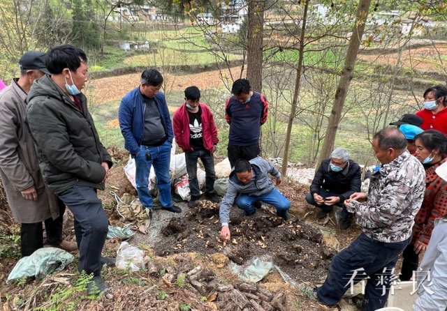 彝良县后山村：天麻产业助力乡村振兴