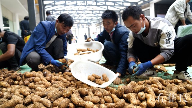 彝良天麻陆续采挖上市 预计实现综合产值26亿元