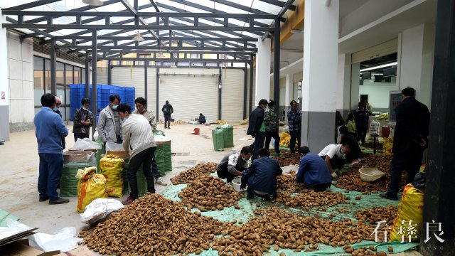 彝良天麻陆续采挖上市 预计实现综合产值26亿元