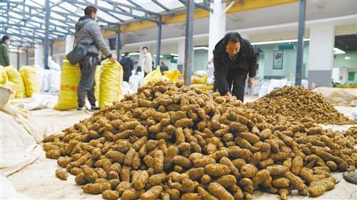 彝良天麻 新鲜大上市