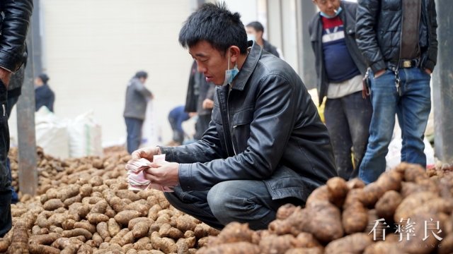 小草坝天麻交易市场火爆