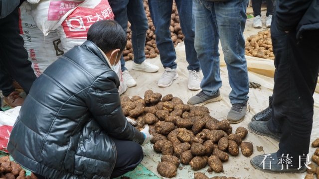 小草坝天麻交易市场火爆