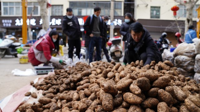 彝良做强天麻产业实现产值36亿元