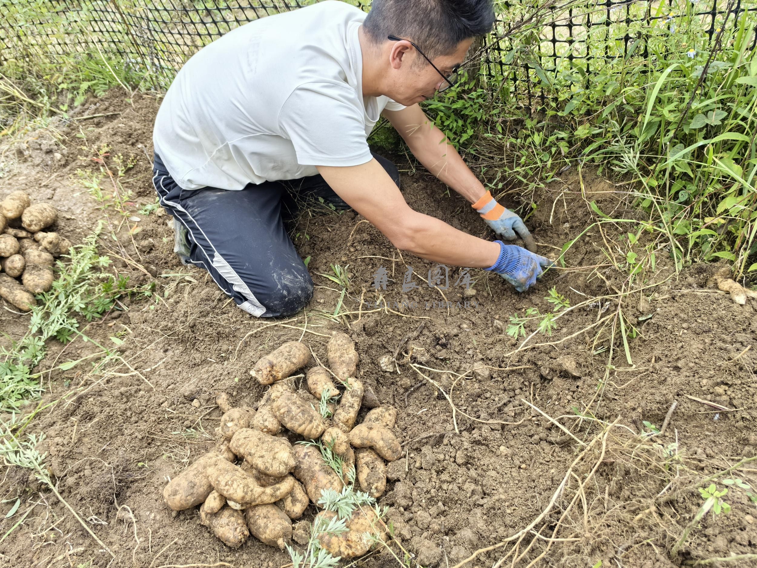 彝良县小草坝天麻抢“鲜”上市