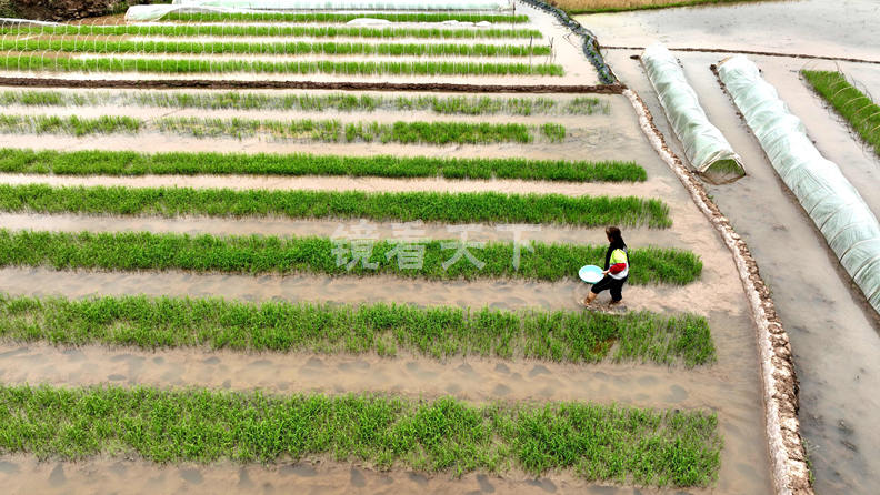 (20260420)角奎营盘稻谷育秧