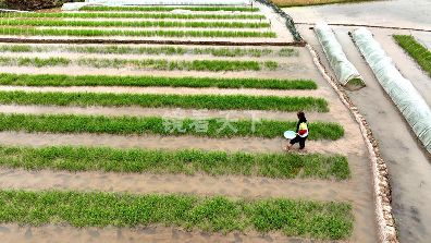 (20260420)角奎营盘稻谷育秧