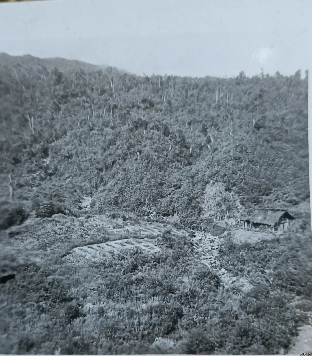 “天麻之父”周铉：改写天麻只能野生，不能人工种植的历史
